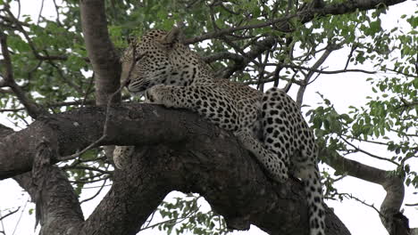 Close-view-of-leopard-on-tree-branch-waking-up-and-licking-face