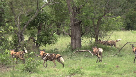 Rudel-Afrikanischer-Wildhunde-Umgeben-Paviane,-Die-In-Bäumen-Auf-Und-Ab-Klettern