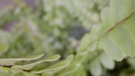 close-up-shot-of-the-leaves-of-a-fern-plant