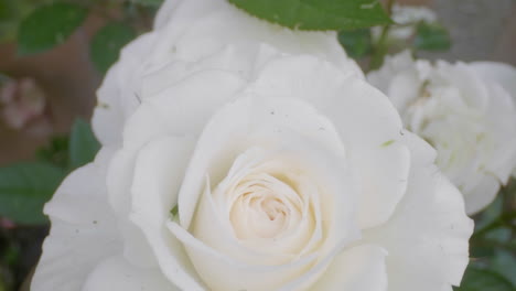 Close-up-shot-of-an-white-rose