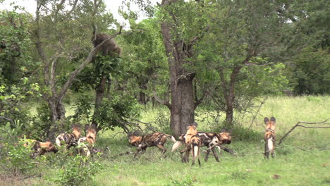 Rudel-Afrikanischer-Wildhunde-Umgeben-Paviane,-Die-Vom-Baum-Herabsteigen