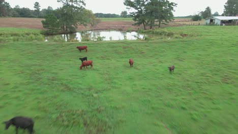 Flying-over-a-herd-of-cows-in-pasture