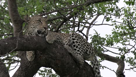 Leopard-lies-on-tree-branch-by-green-leaves-on-windy-day-and-yawns