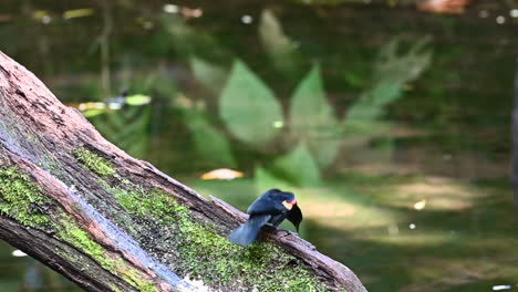Red-winged-blackbird--drinking-water-from-small-pond
