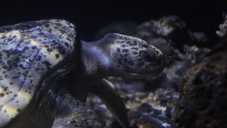 Nahaufnahme-Meeresschildkröte,-Die-Unter-Wasser-Isst