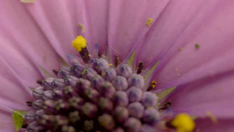 Detailaufnahme-Einer-Natürlichen-Blume
