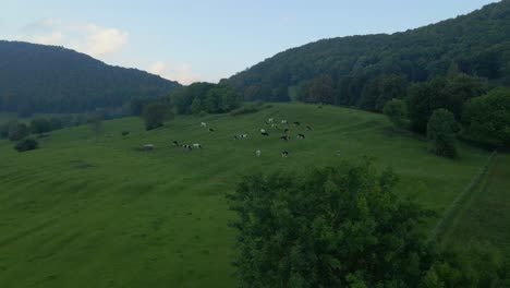 Rebaño-De-Vacas-Holstein-En-La-Alemania-Rural-Temprano-En-La-Mañana,-Antena