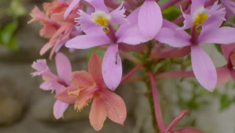 Detailaufnahme-Der-Blume-Der-Christusorchidee