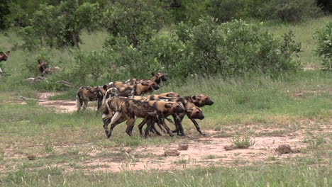 Pack-of-African-wild-dogs-walk-on-green-grass-in-bushland,-follow-pan