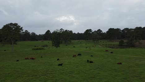 Camera-is-flying-over-a-lush-green-pasture-with-a-herd-of-cows-in-it