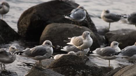 Panning-Shot-of-Gulls-Resting-on-Coastal-Rocks