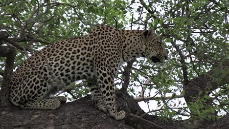 Close-side-view-of-leopard-watching-something-from-tree-branch