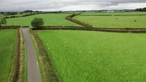 Ariel-View-Of-A-Herd-Of-Sheep-In-A-Field
