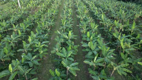 AERIAL---Camera-fly's-low-over-banana-plantation-crop