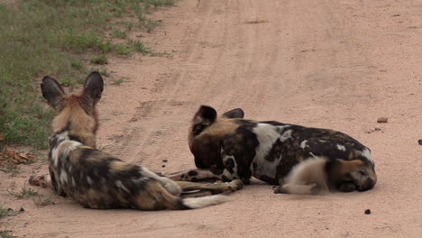 Two-African-wild-Dogs-rest-on-a-dirt-path-as-they-swat-flies-with-their-tails