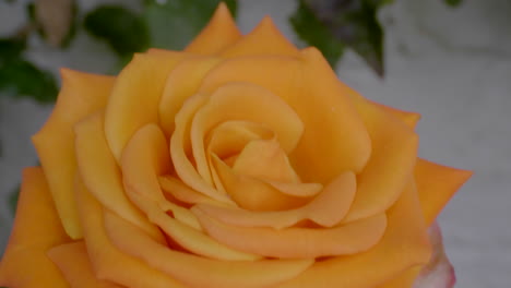 Close-up-shot-of-an-orange-rose