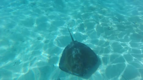 Majestic-stingray-swimming-near-bottom-of-crystal-clear-ocean-water,-follow-up-view,-1080p-60-FPS
