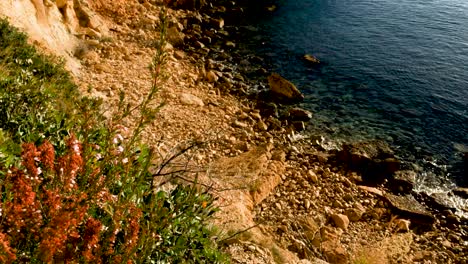 Common-Heather-on-a-Cliff-by-the-Mediterranean-Sea