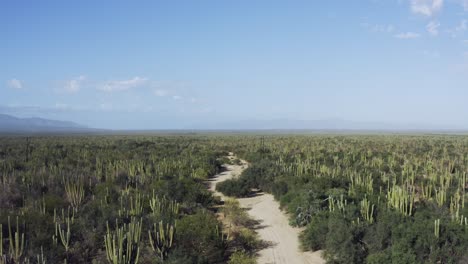 Beautiful-Mexican-desert-with-Saguaro-Cactus-and-a-hiking-path-in-sun