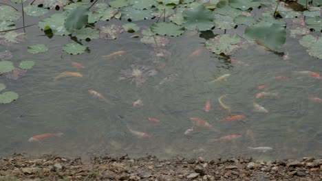 A-shot-of-Koi-fish-swimming-along-a-shallow-bank-of-a-garden-pond,-the-fish-aggressively-shooting-out-of-the-water-to-feed-off-the-bank