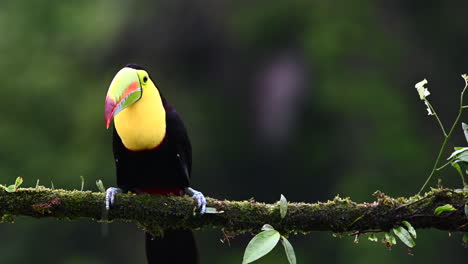 Keel-billed-Toucan-perched-on-branch-spitting-out-a-kernel