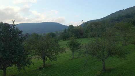 Seasonal-apple-tree-orchard-on-valley-slope-of-Teckberg-mountain-in-Germany,-sunrise,-aerial
