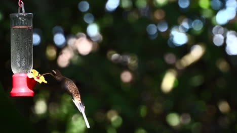 Long-billed-Hermit--hovering-around-a-nectar-feeder
