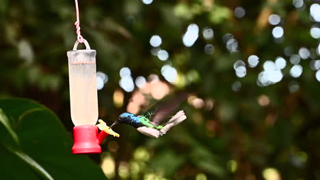 White-necked-Jacobin-males-one-chasing-other-while-hovering-around-a-nectar-feeder-120fps