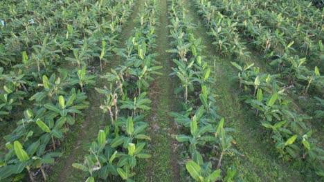 Antena---Plantación-De-Banano-Crece-En-Costa-Rica-Con-Cultivos-De-Cobertura-Entre-Las-Filas