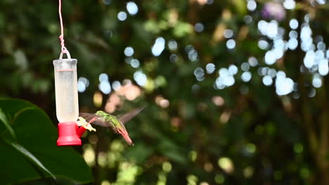 Rufous-tailed-hummingbird--hoovering-around-a-nectar-feeder-120fps