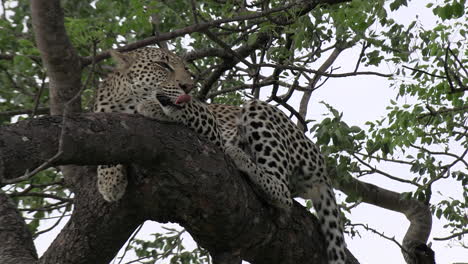 Close-view-of-leopard-in-leafy-tree-waking-up-and-yawning,-windy-day
