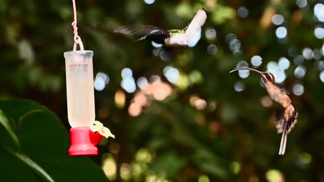 White-necked-Jacobin-chasing-eachother-around-a-nectar-feeder-120fps