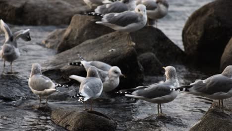 Handheld-Panning-Shot-of-Seagulls-on-Rocks