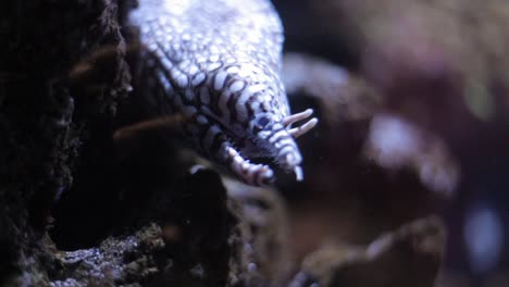 Close-up-Shot-of-Eel-Under-Water