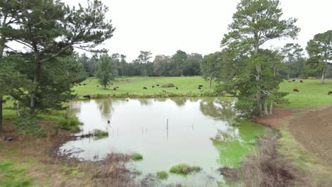 Flying-over-ponds-in-cow-pasture-with-a-herd-of-cows-and-calfs