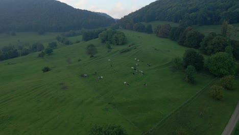 Rebaño-De-Vacas-Pastando-En-Pastos-Verdes-Con-La-Montaña-Teckberg-En-El-Fondo,-Antena