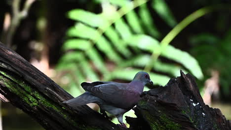 Pale-vented-pigeon--on-treestump
