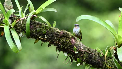 Shining-honeycrepper--female-perched-on-branch-with-bromelia