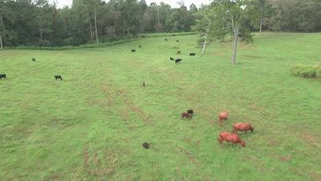 A-drone-flying-over-several-cows-in-a-green-grass-pasture