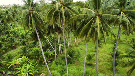 Schöne-Tropische-Palmen,-Die-In-Einem-Vietnamesischen-Ländlichen-Paradies-Wachsen