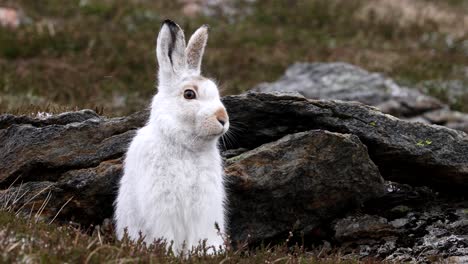 Mountain-hare-sitting-with-snow-falling-in-Cairngorm-mountains,-Scottish-Highlands