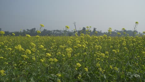 Mustard-flowers-are-blooming-in-the-vast-field