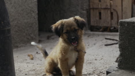 Cute-dirty-puppy-sits-patiently-in-alley-looking-at-camera,-slow-motion