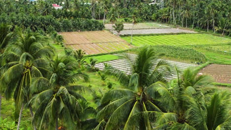 Tropical-rural-agricultural-farmland-in-Southeast-Asia-with-palm-trees-surrounding