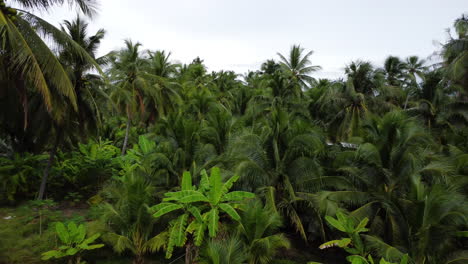 Aerial-panoramic-view-over-palm-trees-wood-with-wild-vegetation