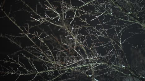 Bare-Branches-Covered-With-Snow-In-Winter-At-Nighttime