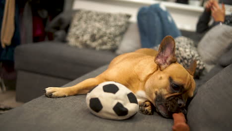 Eine-Französische-Bulldogge-Liegt-Auf-Dem-Sofa-Und-Versucht,-Ein-Kauspielzeug-In-Die-Zähne-Zu-Packen---Zeitlupen-Dolly-Kamera