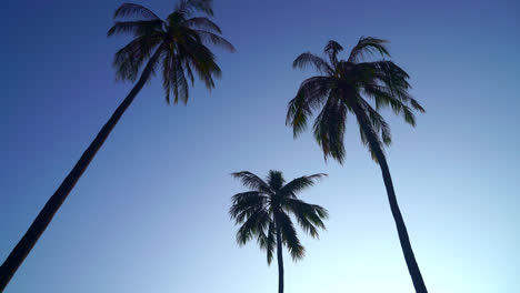 coconut-palm-tree-with-beautiful-sky-and-copy-space