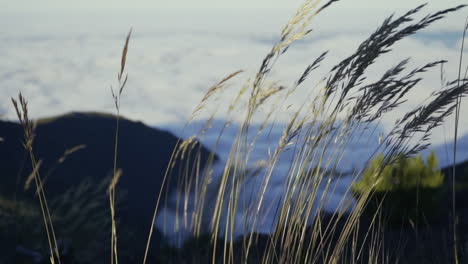 Tall-grass-blows-in-wind-in-mountains-with-ocean-of-clouds-below,-slow-motion