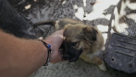 POV-close-up-of-excited-stray-puppy-being-pet-and-given-affection,-slow-motion